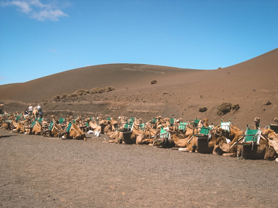 Parco Nazionale di Timanfaya - Passeggiata a dorso di Dromedario