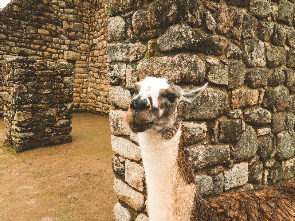 Machu Picchu