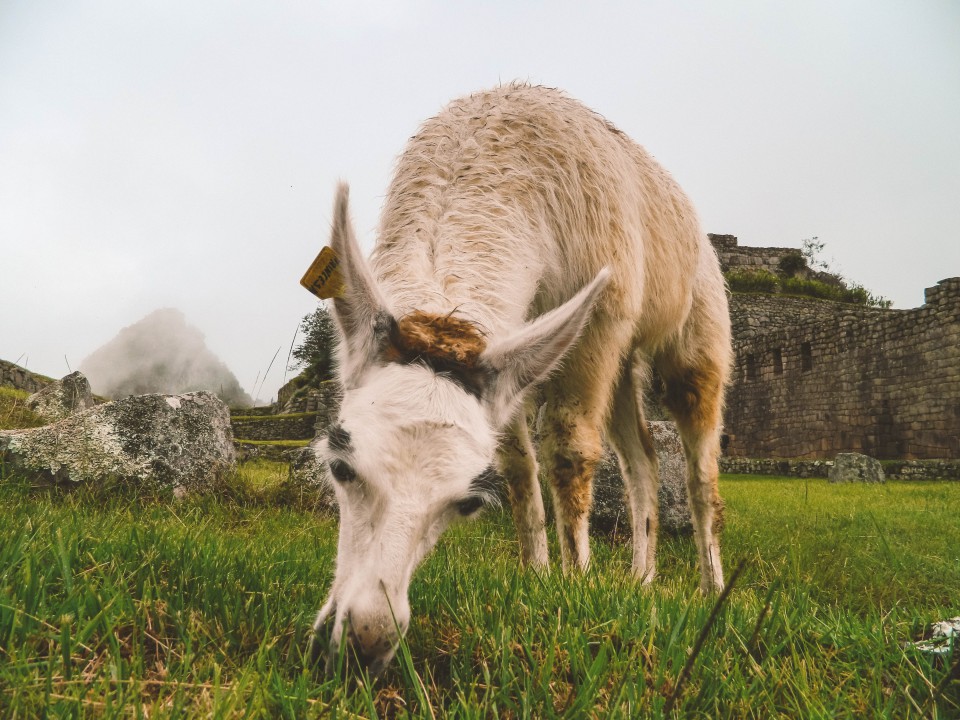 Machu Picchu