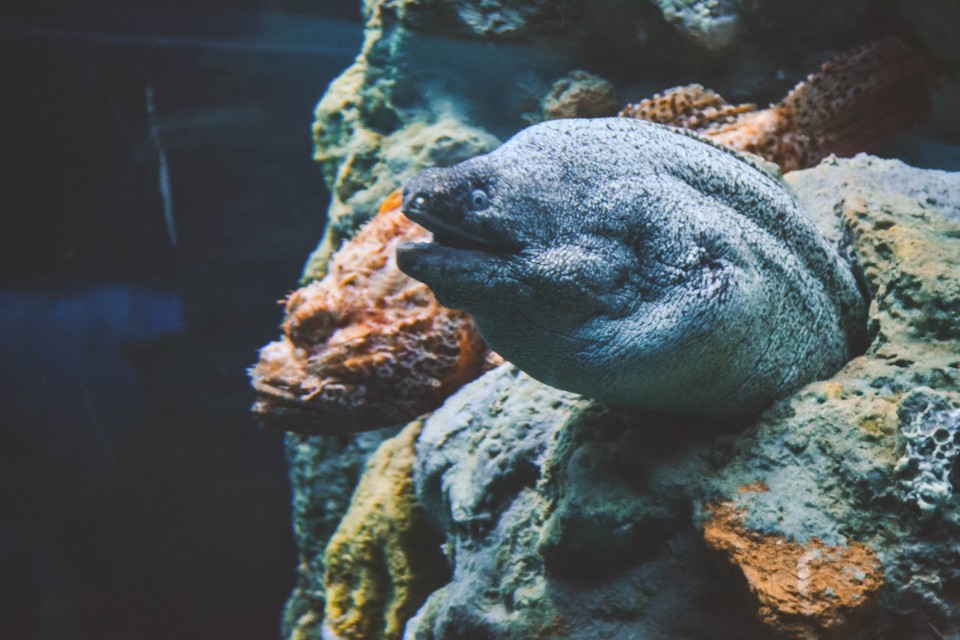 L'Acquario di Genova