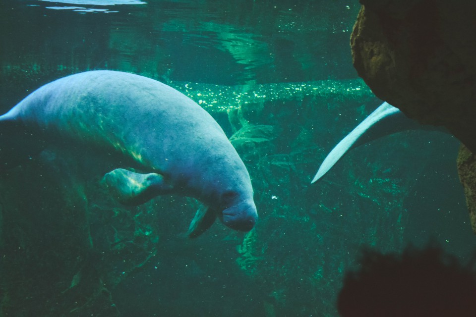 L'Acquario di Genova