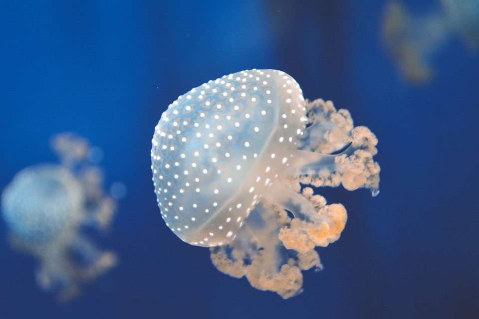 L'Acquario di Genova