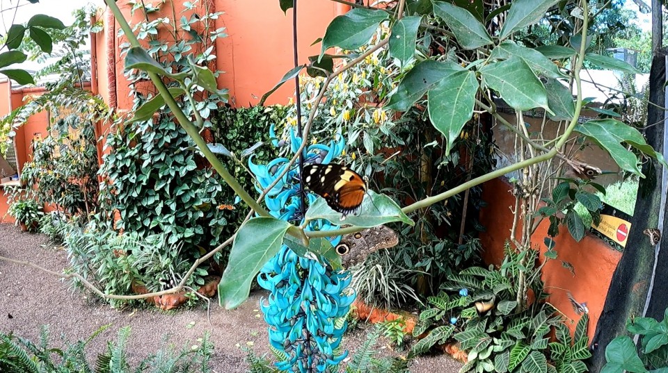 Mariposario di Mindo