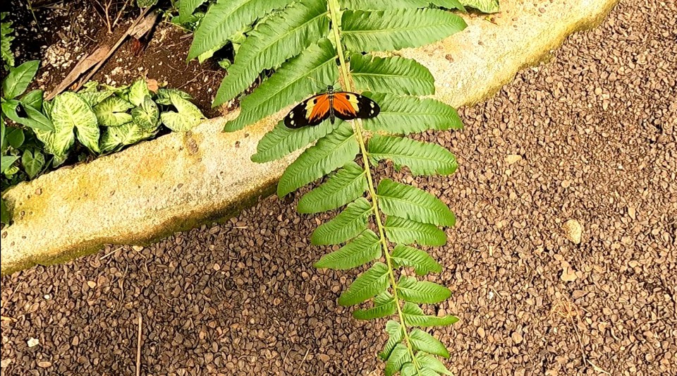 Mariposario di Mindo