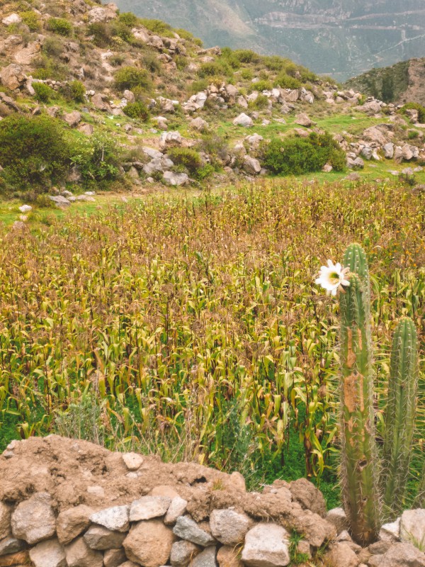 Cactus in fiore