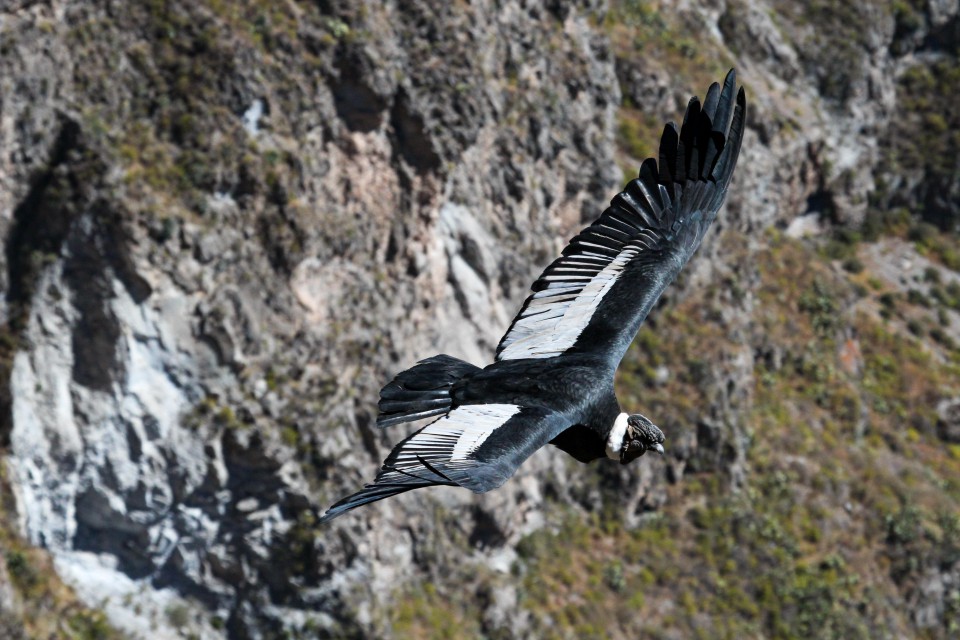 Condor