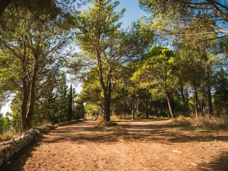 Sentieri nel Bosco della Baronia