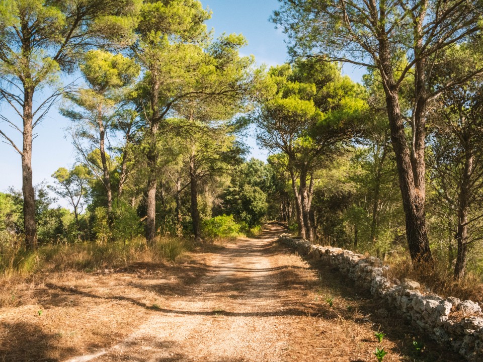 Sentieri nel Bosco della Baronia