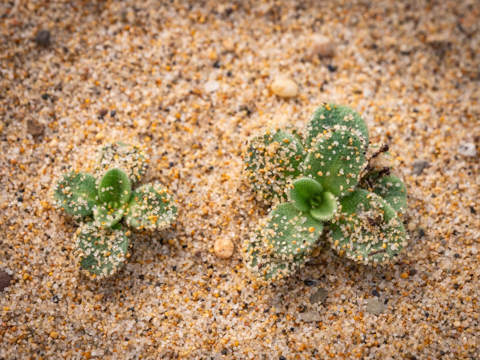 Piscinas