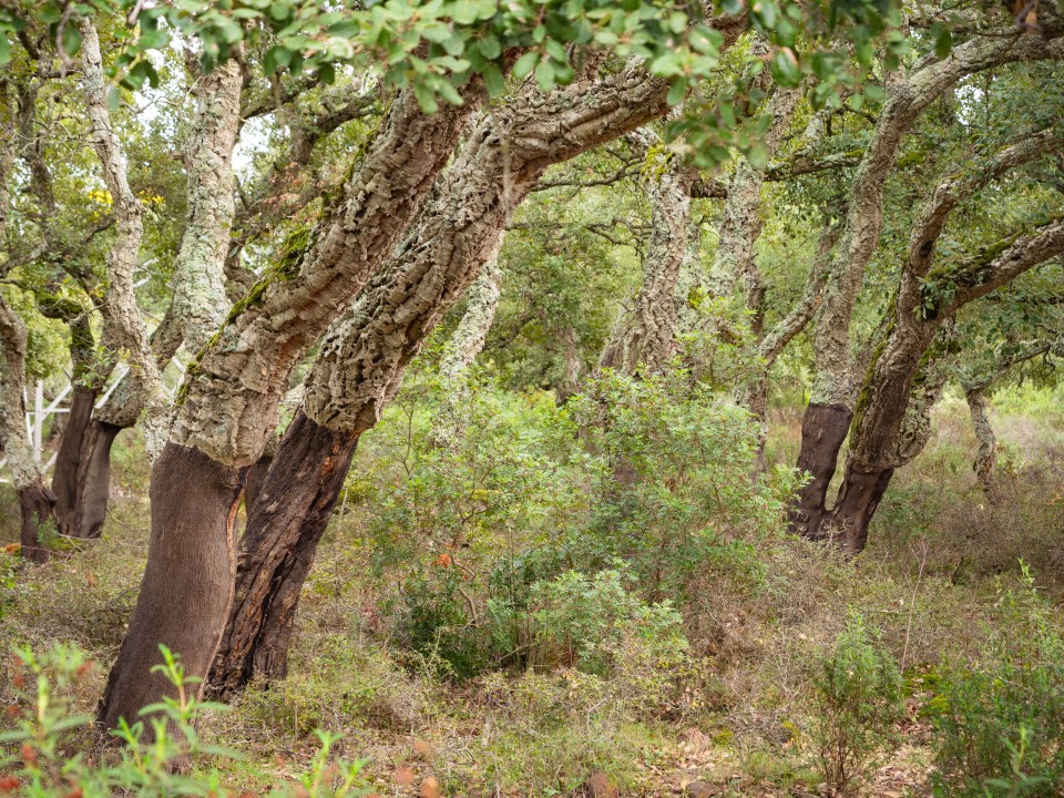 Altopiano della Giara di Gesturi