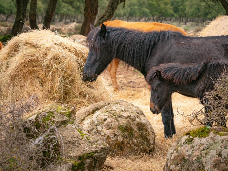 Cavallini e mucche