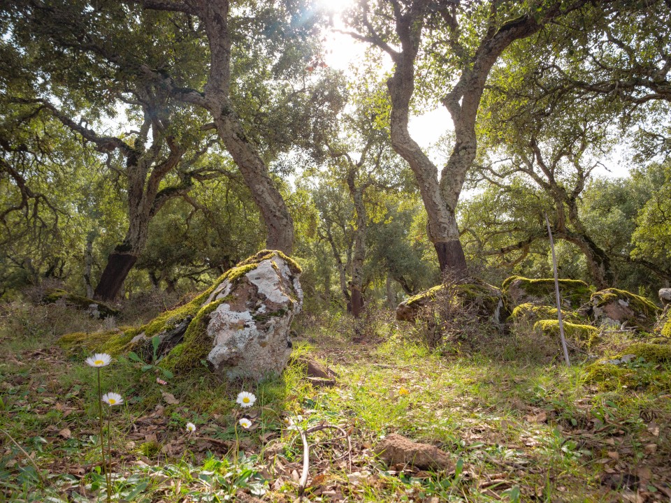 Altopiano della Giara di Gesturi