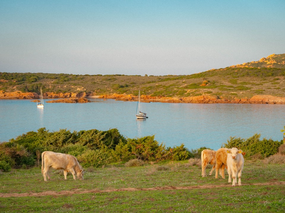 Punta Li Canneddi