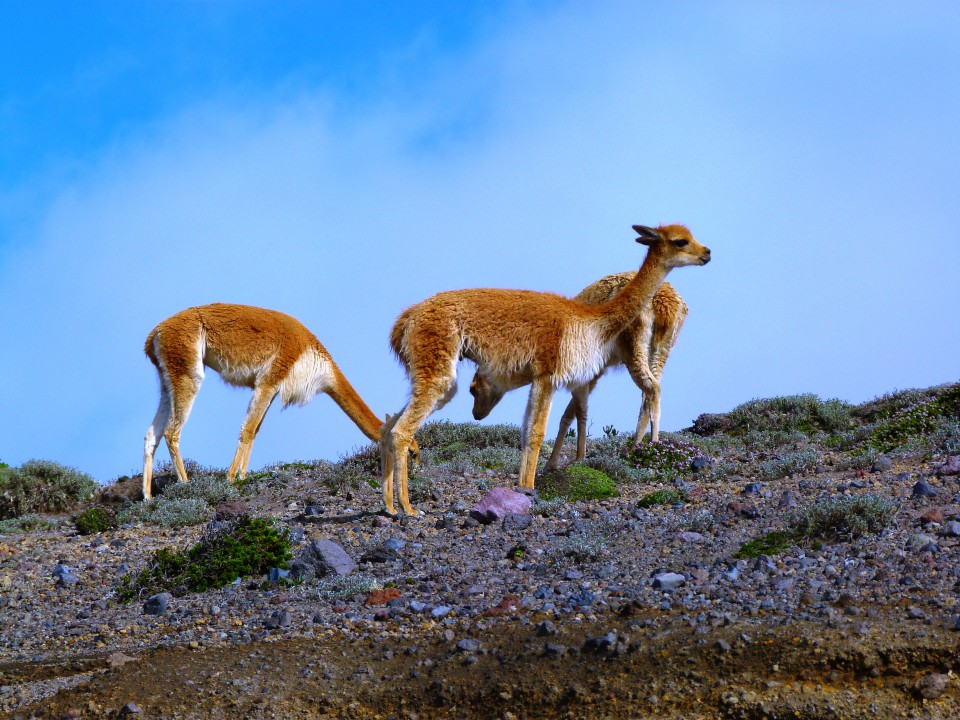 Vicuñas