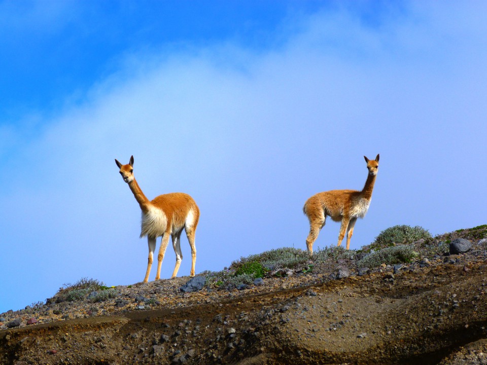 Vicuñas