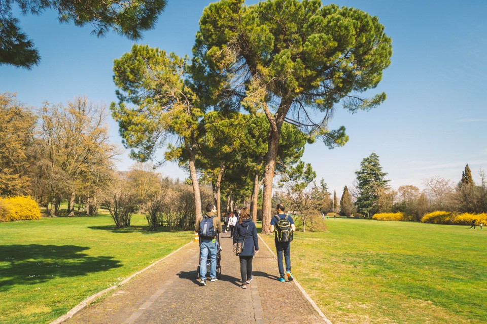  Viale di pini marittimi