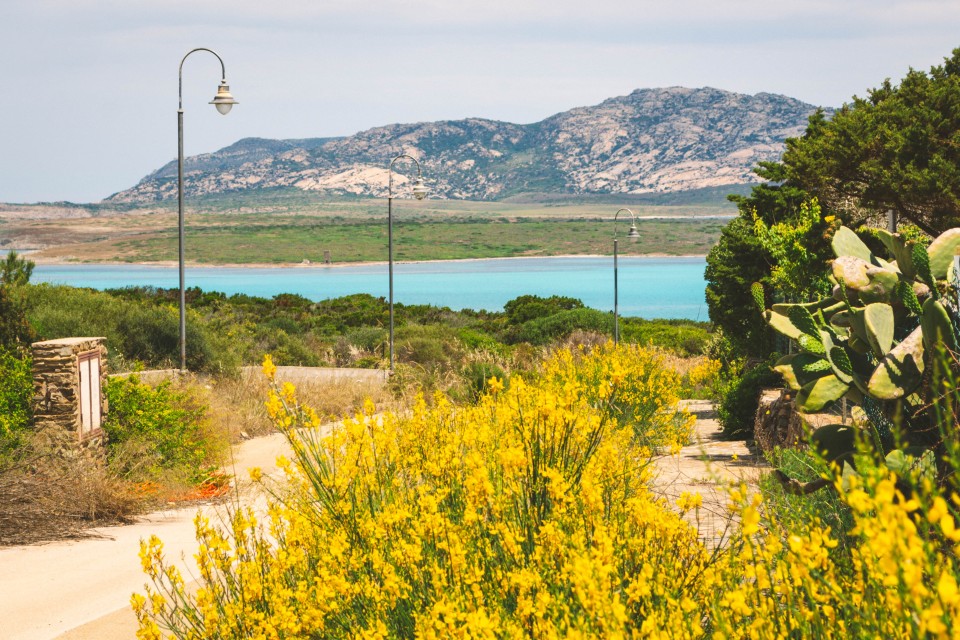  Mare cristallino e ginestre in fiore