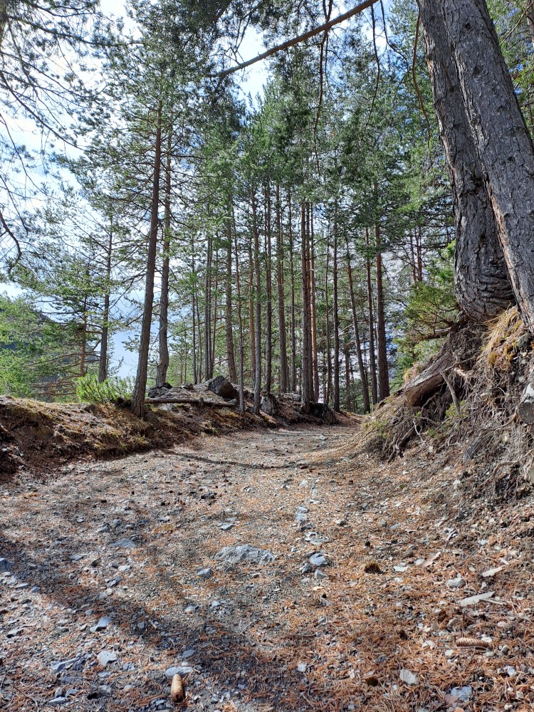 Sentiero nel bosco