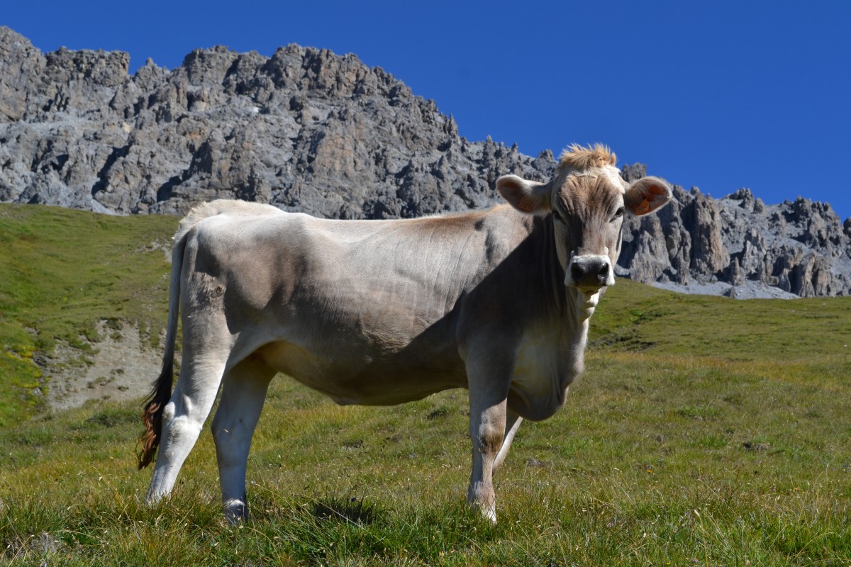 Cime di Rims, Piz Umbrail