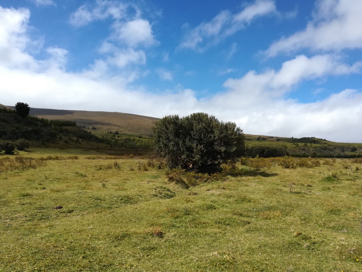 Collo Vulcano Sincholagua