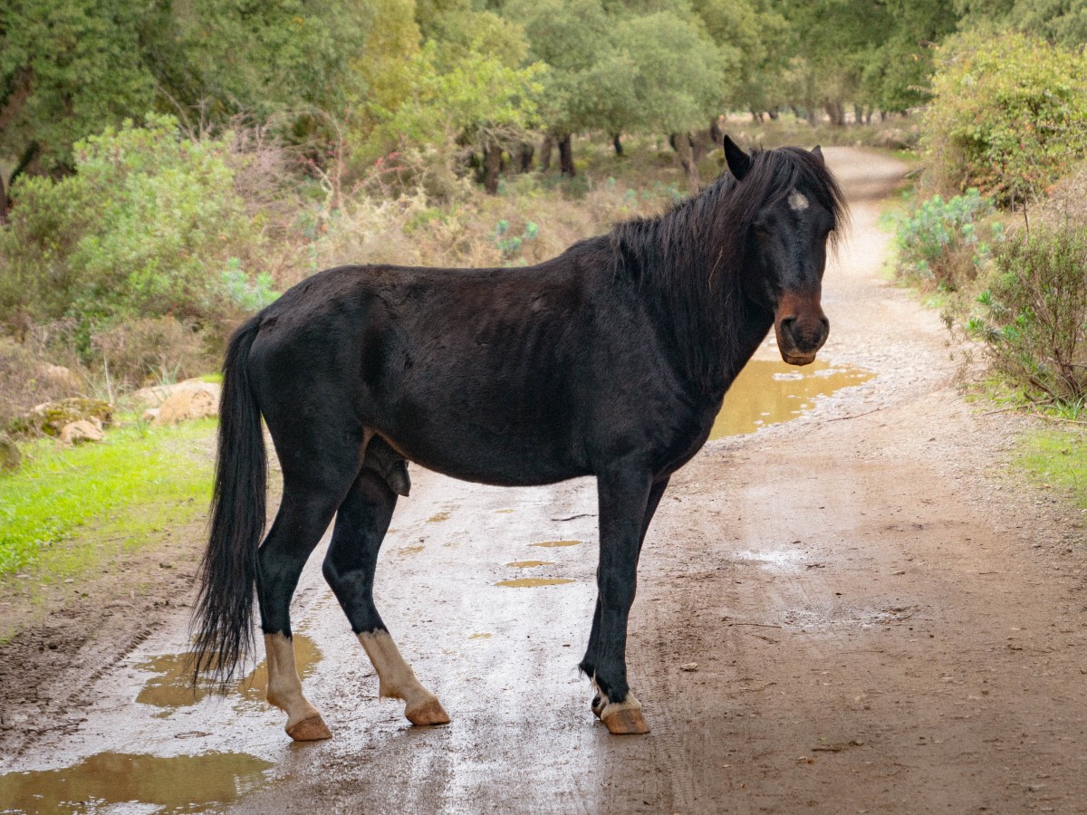 Cavallini della Giara di Gesturi