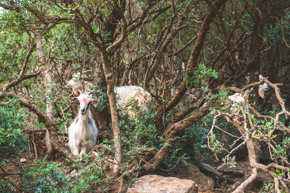 Su Fossu de su Para