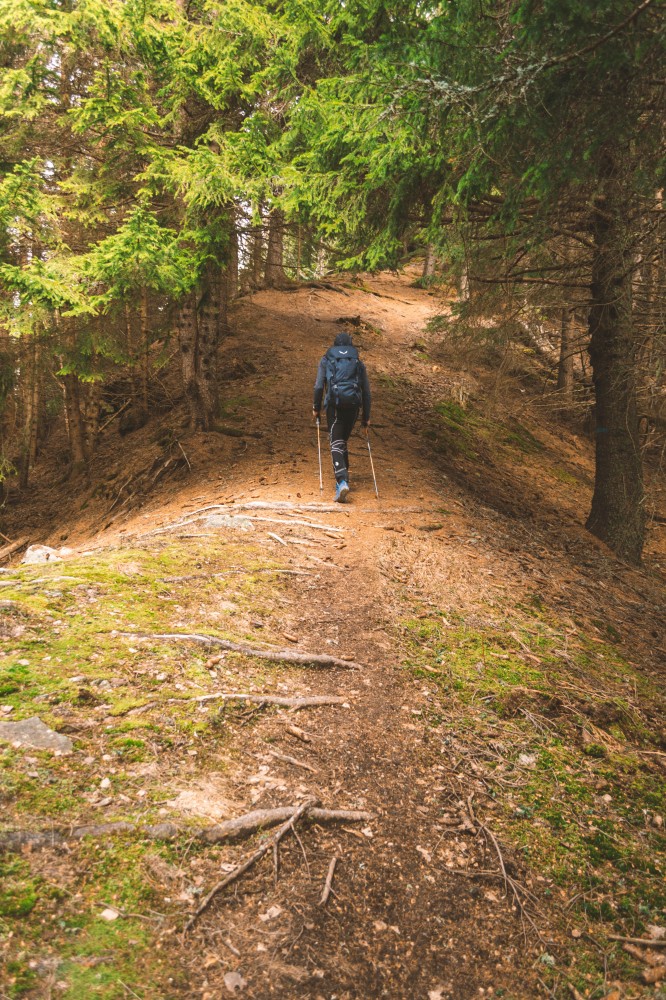  Salendo nel bosco