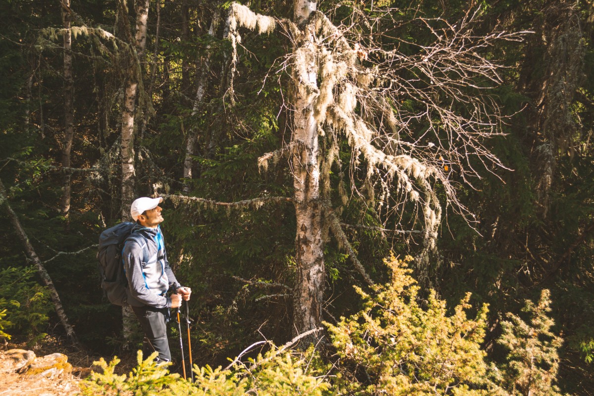 Salendo nel bosco