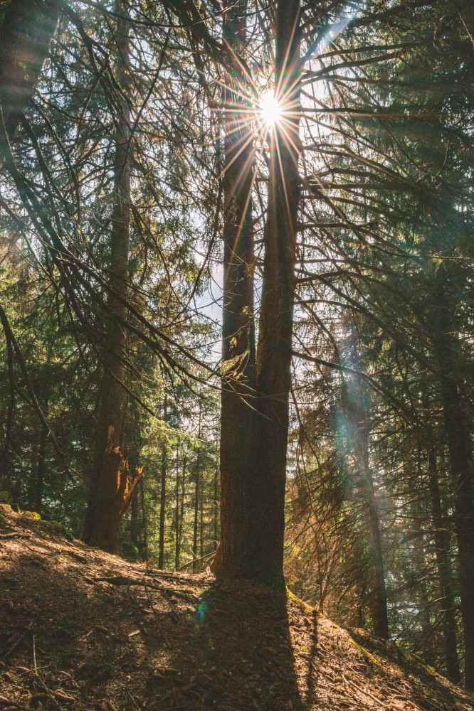 Luci nel bosco